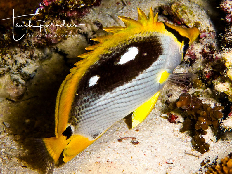 Juvenile