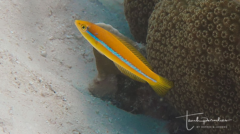 Juvenile