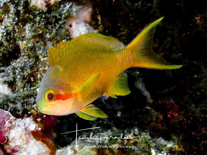 Female in the Phillipines