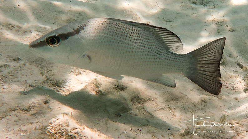 Animal with dark band through the eye