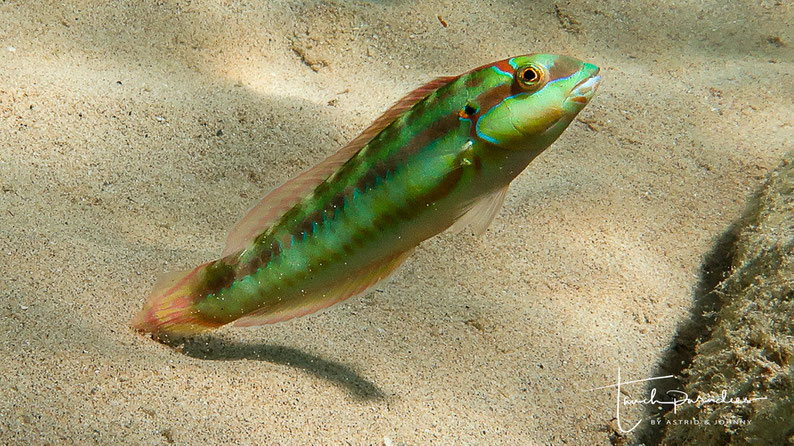 Adult