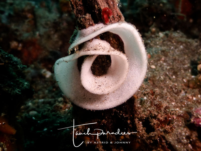 Clutch of the Girdled glossodoris