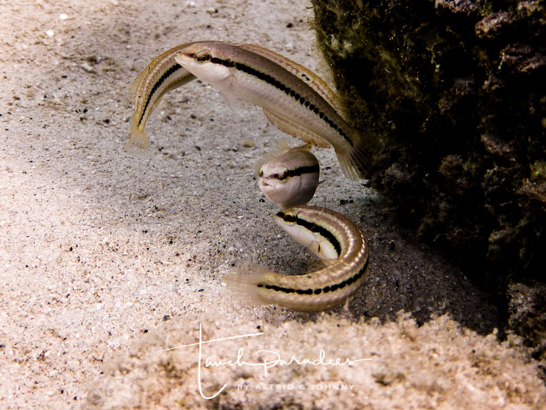 Juvenile