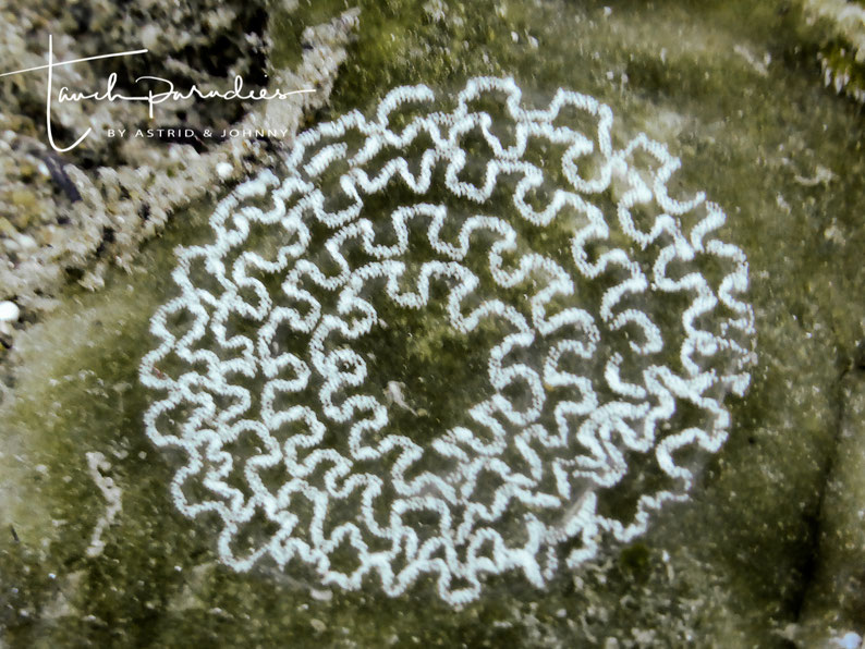Nest des Saftsaugers Costasiella kuroshimae 