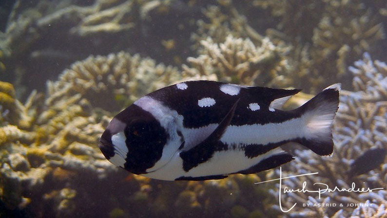 Juvenile