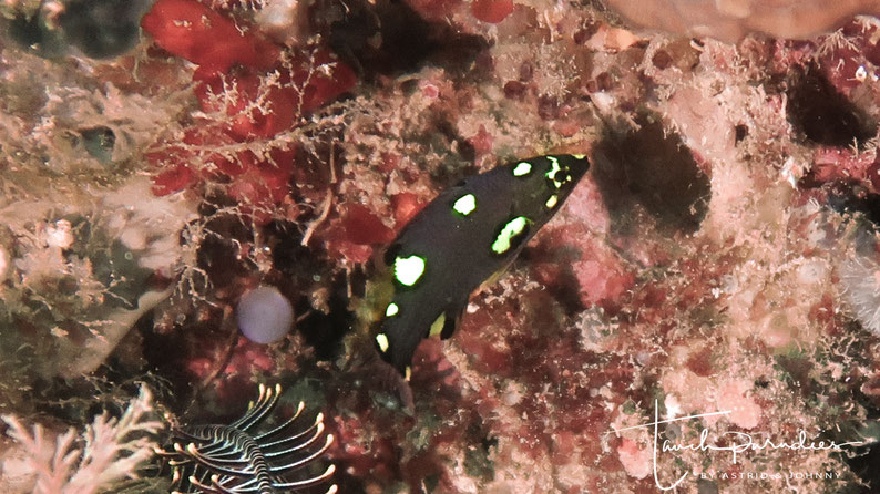 Juvenile