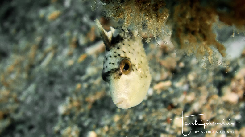Juvenile