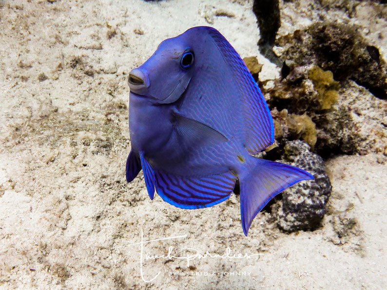 Adult
