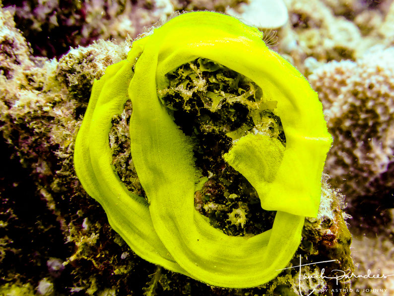 Clutch of the Banana nudibranch