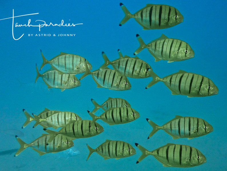 Juvenile