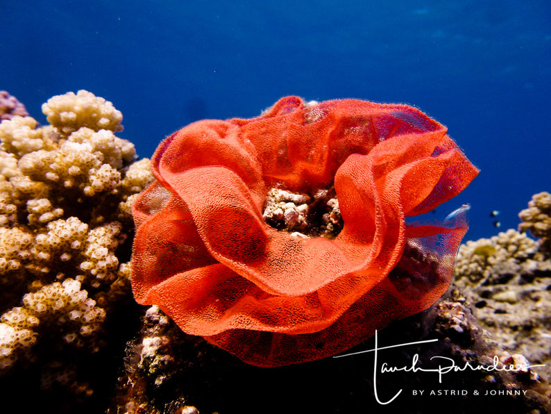 Gelege der Hexabranchus sanguineus