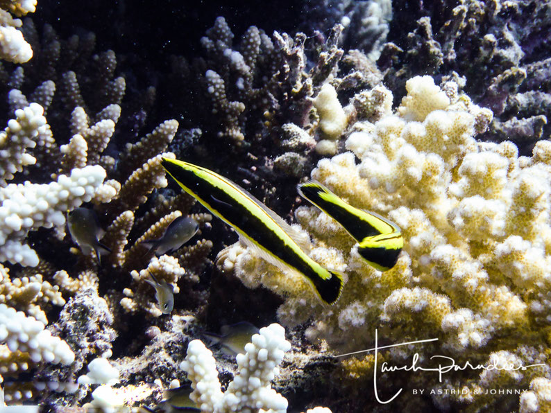 Juvenile 