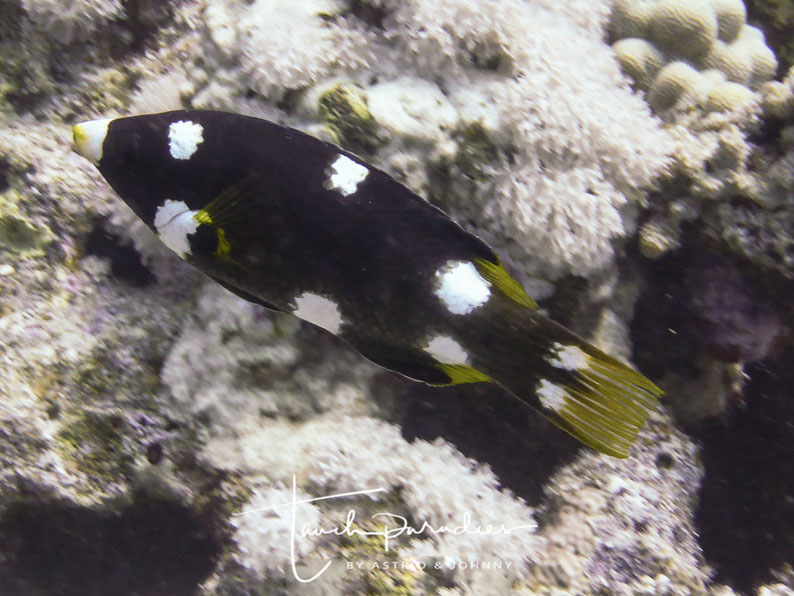 Juvenile
