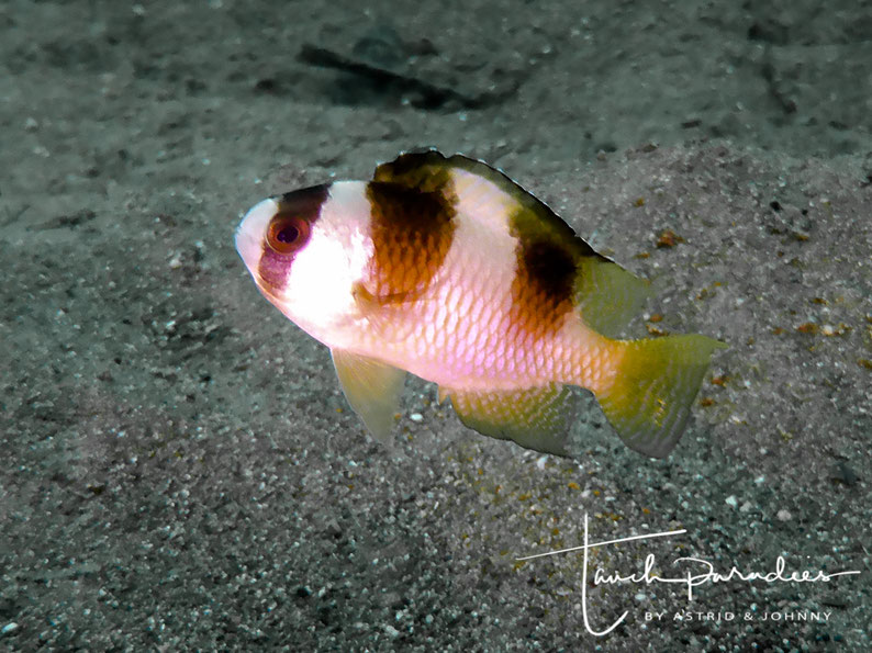 Juvenile