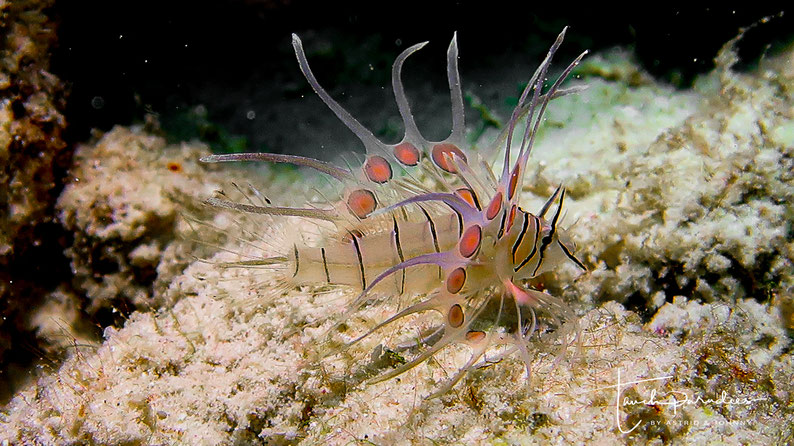 Juvenile etwa 2 cm groß