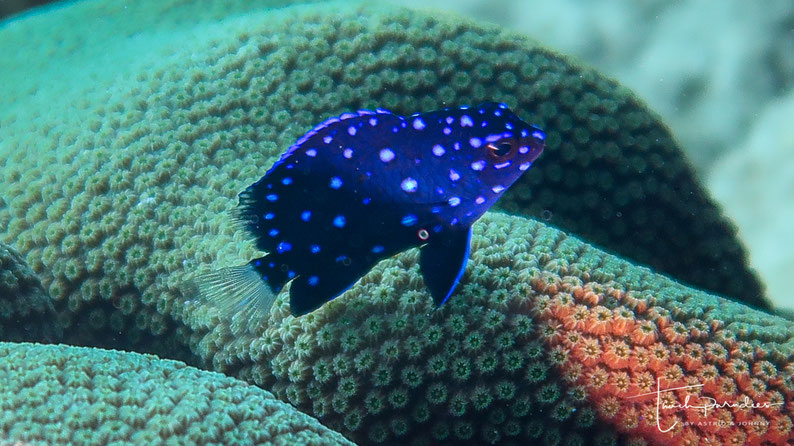 Juvenile 