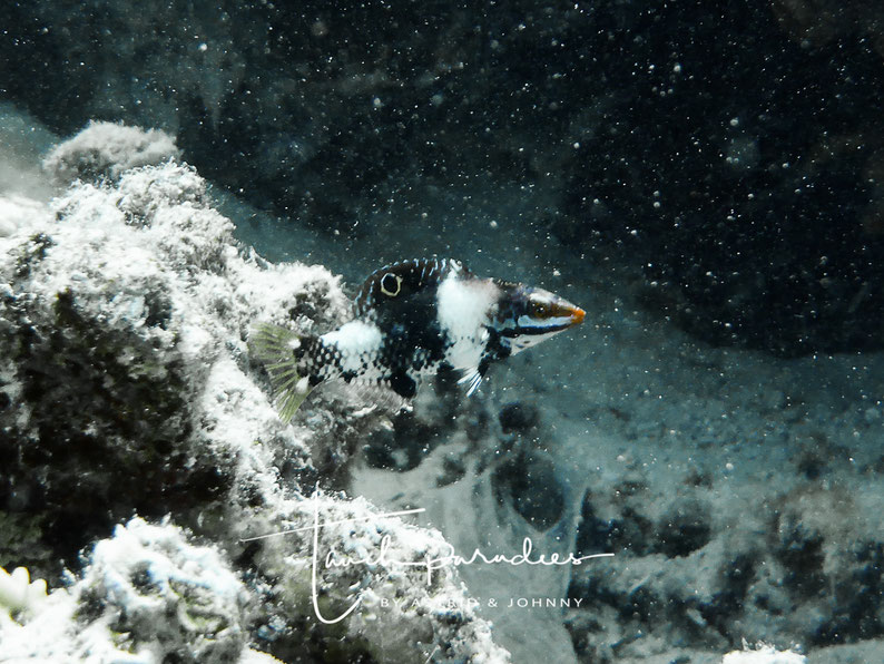 Juvenile