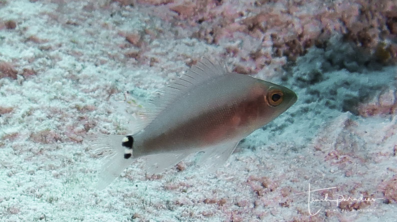 Juvenile