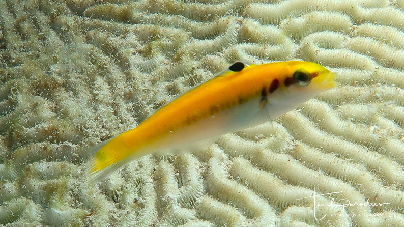 Juvenile form/initial phase - yellow colour form