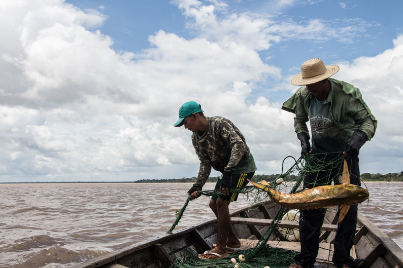  Dos pescadores sobre un bote recogen una red de pesca en un río amazónico. Los dos usan sombreros y no se ven bien sus rostros. En la red  hay un pez del género Oxydoras.