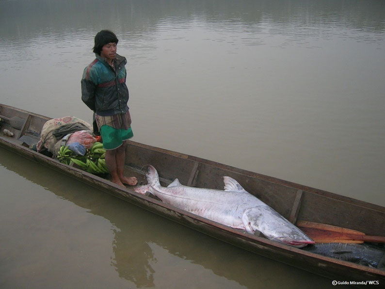Pescador parado sobre una canoa en un río tranquilo, con una piraíba casi tan grande como él delante y un atado de plátanos detrás.