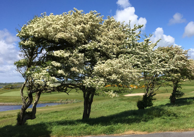 In einer weitläufigen Landschaft biegen sich blühende Bäume im Sturm. Doch sie fallen nicht um oder brechen. Sie haben eine große Resilienz entwickelt. Resilienz kann man lernen: als Team und als Einzelperson. in Workshops mit Martina Reichl