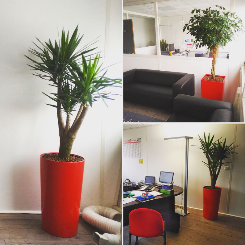Paysagiste d'intérieur: Location de plantes d'intérieur pour vos bureaux à Paris