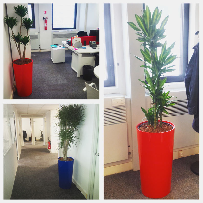 Décoration végétale des bureaux de notre nouveau client à Paris.