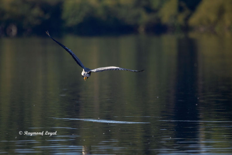 graureiher vogel flug wasser