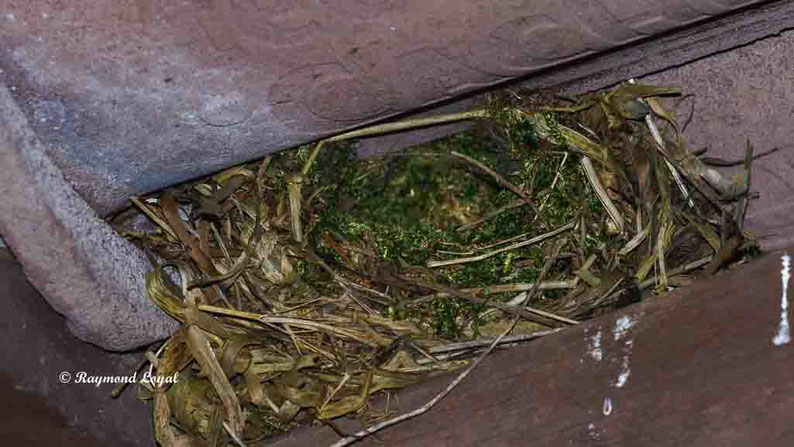 nest zaunkoenig