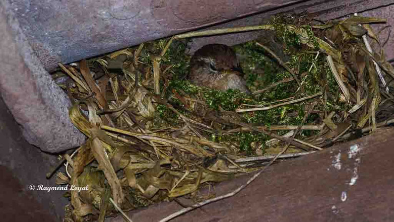 zaunkoenig im nest