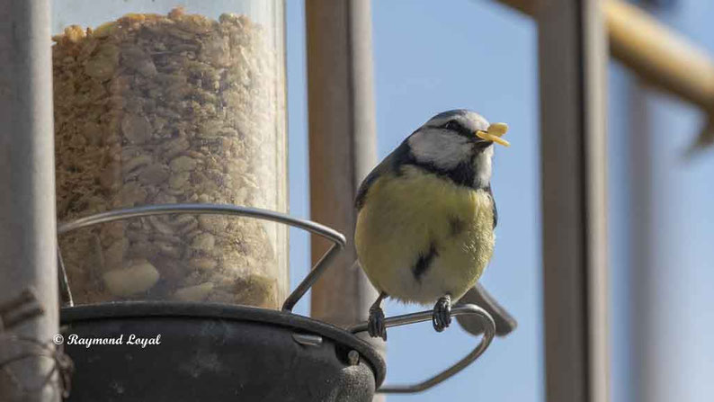 blaumeise an der fuetterung