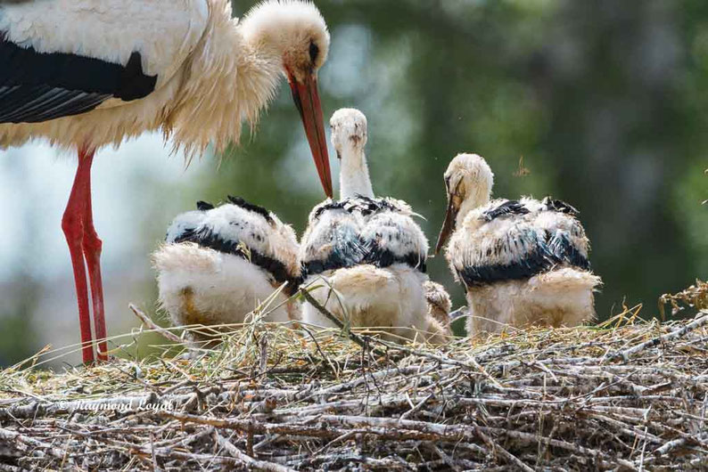 weiss storch altvolgel jungvoegel