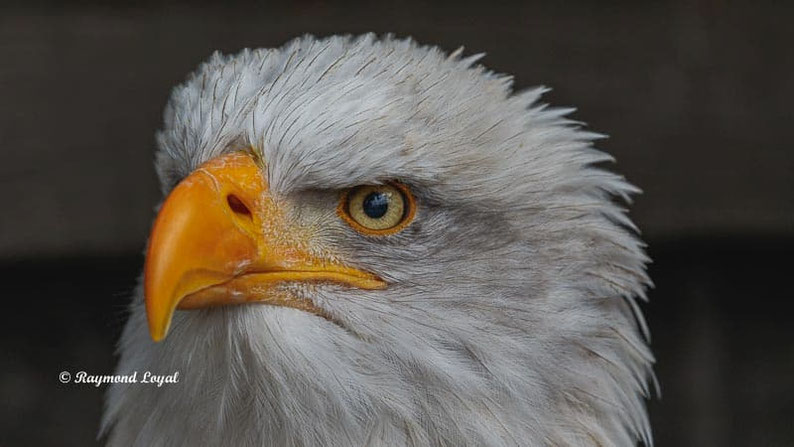 weisskopfseeadler