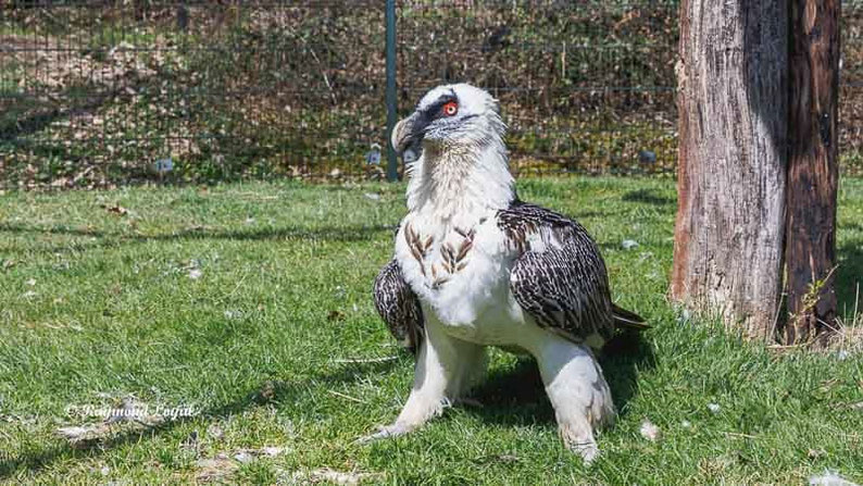 bartgeier vogel portrait