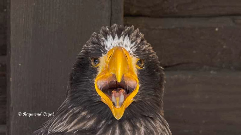 riesenseeadler