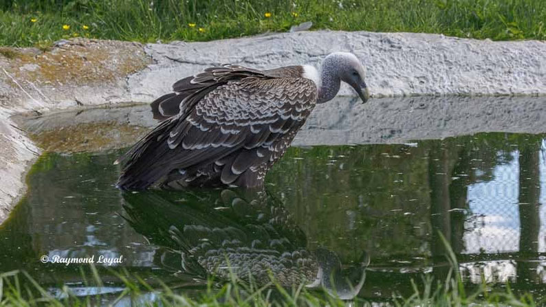 sperbergeier