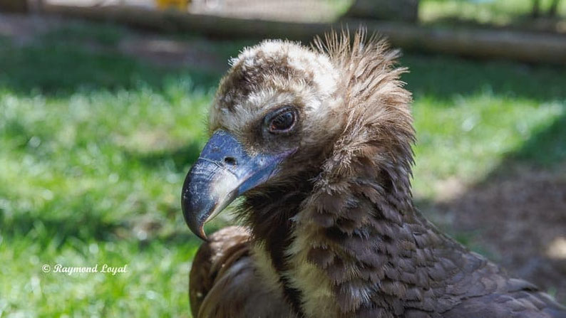 moenchsgeier vogel portrait