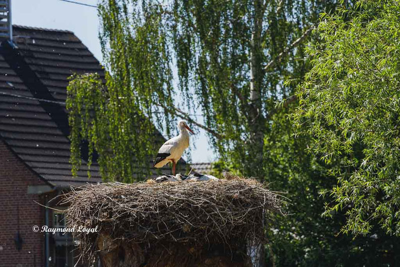 weiss storch nest baum