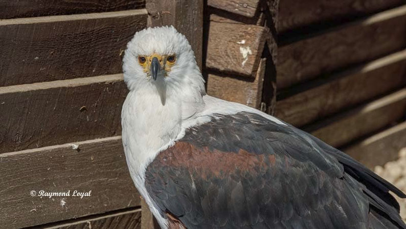 schreiseeadler vogel portrait greifvogelstation hellenthal