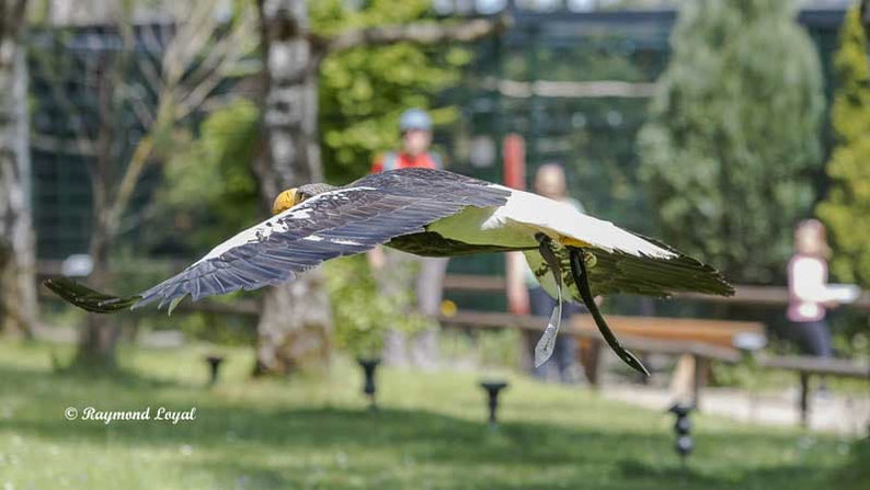 riesenseeadler