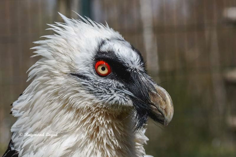 bartgeier vogel portrait