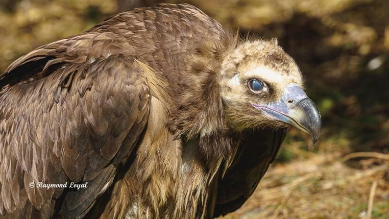 moenchsgeier vogel portrait