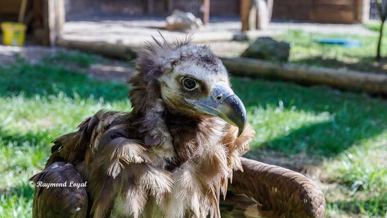 moenchsgeier vogel portrait