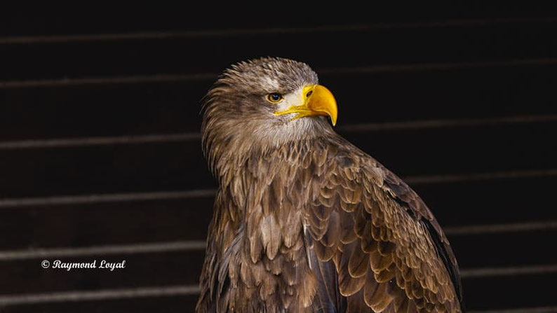 seeadler