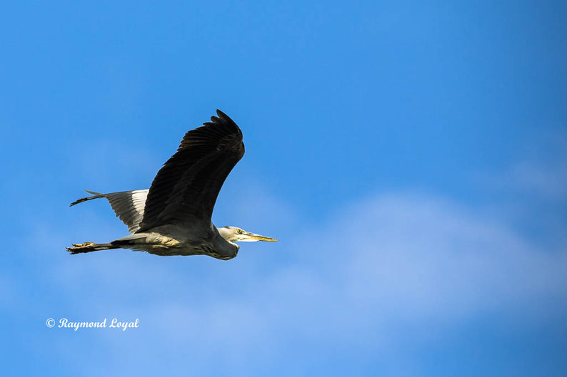 graureiher flug