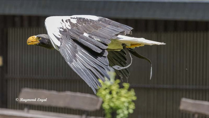 riesenseeadler