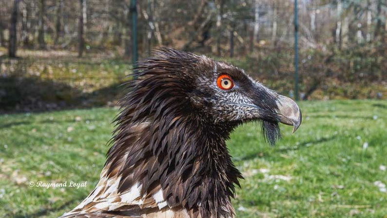 bartgeier vogel portrait