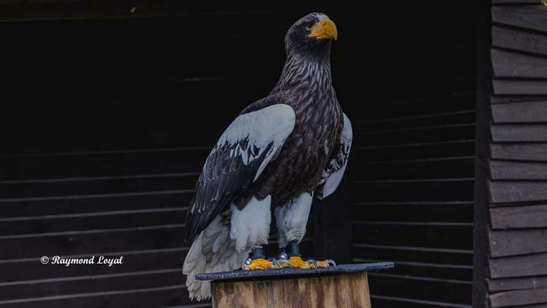 riesenseeadler