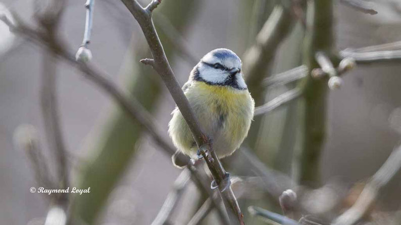 blaumeise sitzt auf zweig